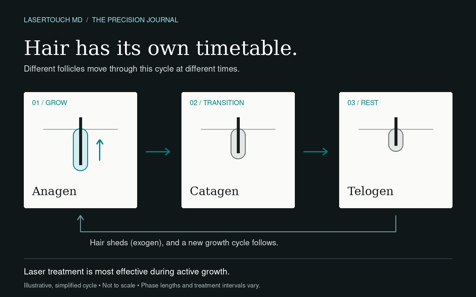 Illustrative hair-growth cycle: anagen growth, catagen transition and telogen rest, with shedding and a return to growth; follicles cycle at different times